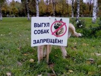 В 2017 году 69 тагильчан получили штраф в 100 рублей за выгул собак