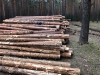 Власти прокомментировали вырубку леса в Нижнем Тагиле