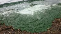Экологи встревожены: бороться с сине-зелеными водорослями на водоемах Нижнего Тагила поручили представителям лженауки?