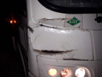 На Серовском тракте автобус сбил лося (фото)
