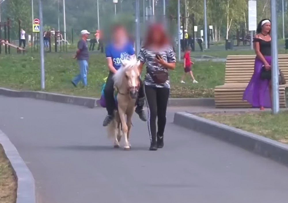 Пинаев пообещал решить вопрос с лошадьми в городе через Госдуму. Сторонники конных прогулок обвинили его в неспособности разобраться без запретов