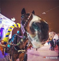 Мэрия Нижнего Тагила попросит Госдуму законодательно запретить катание детей на лошадях в городе