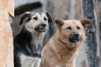 В связи с изменением законодательства отловленных бродячих собак с 2020 года будут отпускать обратно на улицу после стерилизации и чипирования