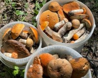 Свердловчане вёдрами собирают грибы: фото
