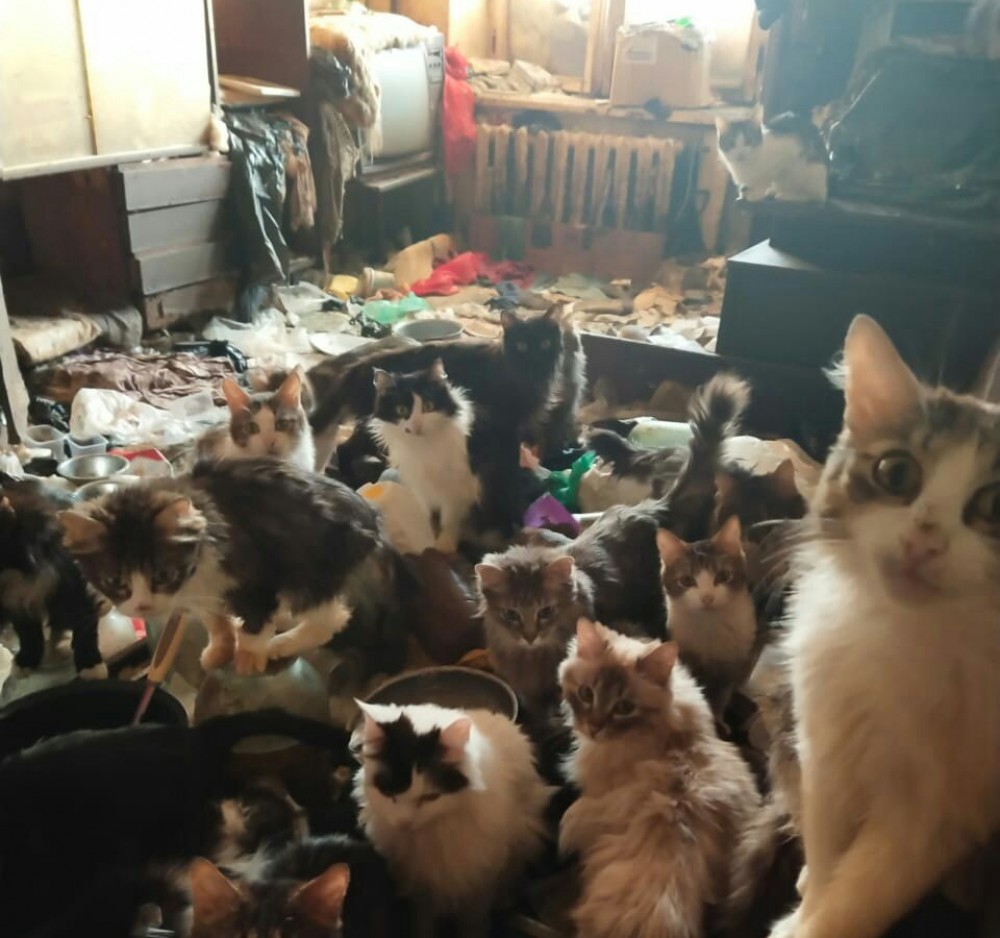 Посмотрите на 40 кошек в одной квартире тагильчанки (видео)