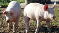 В тагильских колониях вспышка африканской чумы свиней