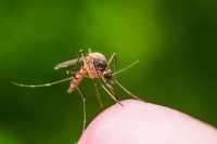 Пропажу комаров в Свердловской области объяснили учёные