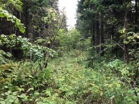 Запрет на посещение лесов Свердловской области продлили