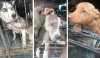 Тагильская мэрия не стала выделять допсредства на отлов собак. Заявки обработают в следующем году