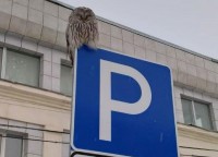 В Нижнем Тагиле сова «припарковалась» на дорожном знаке возле здания таможни (фото)