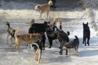 Власти Нижнего Тагила не смогли потратить деньги, выделенные на отлов собак