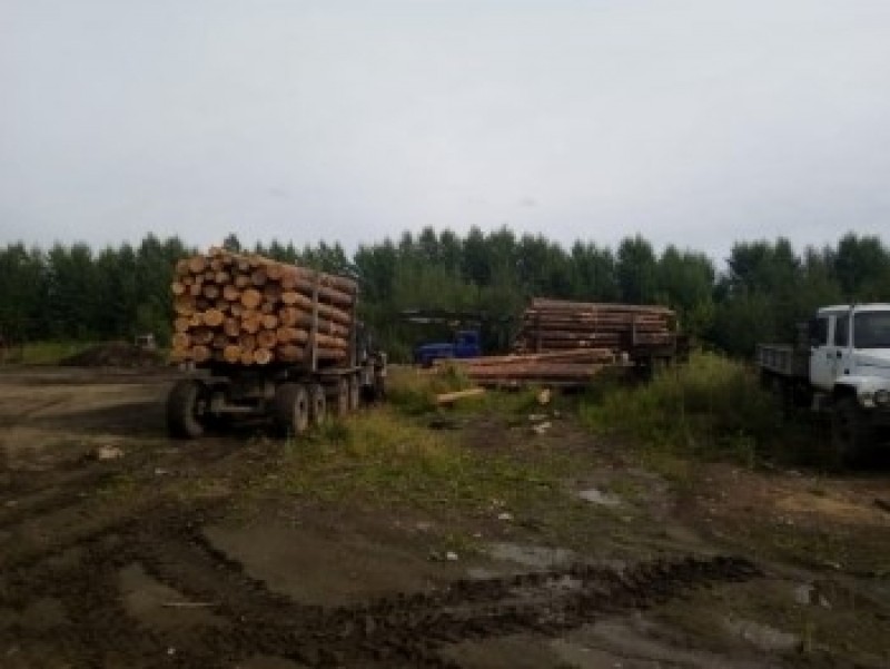 Тагильский суд вынес приговор по уголовному делу о незаконных вырубках леса