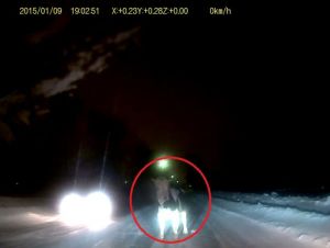 Вывалилась и встала посреди дороги: под Нижним Тагилом водитель ГАЗели на ходу потерял корову (видео)