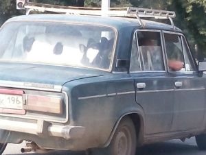 Тагильчане снова поражают: в центре города заметили "шестёрку" в которой перевозили...корову! (фото)