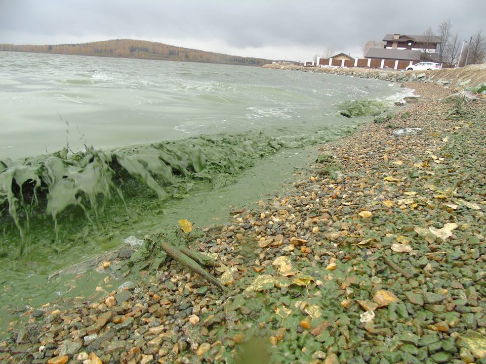 Питьевой Черноисточинский пруд, в котором уже не первый год массово гибнет рыба