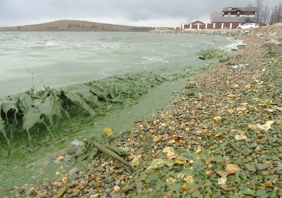 В 2011 году в Черноисточинский пруд внесли хлореллу, но уже через несколько лет водоем превратился в болото