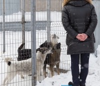 Мэр Нижнего Тагила предложил обращаться с бездомными собаками менее гуманно