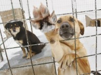 У мэрии в феврале закончатся деньги на отлов бездомных собак