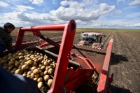 Свердловские аграрии назвали сорта картофеля, которые дали хороший урожай