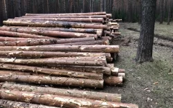 Вырубка деревьев в Нижнем Тагиле обернулась уголовным делом