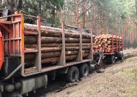 В лесах Нижнего Тагила проведут масштабную рубку