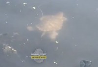 В пруду Нижнего Тагила плавает черепаха. Ей грозит гибель