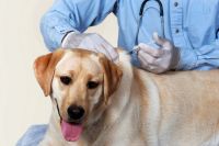 В городе зафиксирован случай заболевания бешенством домашнего животного: ветеринары начали поквартирный обход