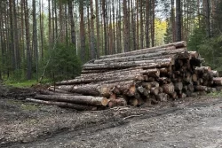 За право вырубить лес в Нижнем Тагиле развернулась ожесточенная борьба