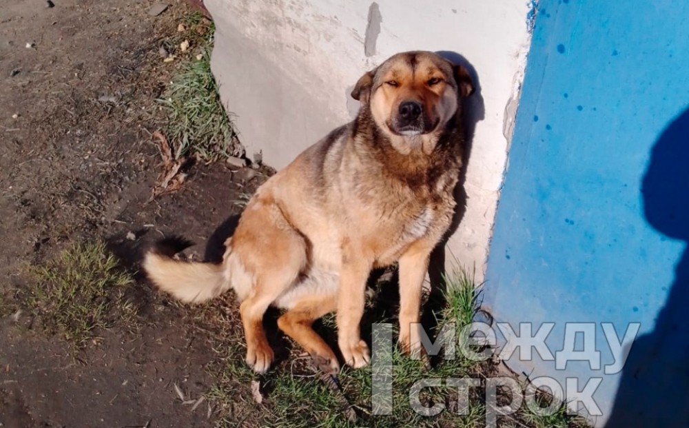 Житель Нижнего Тагила дошёл до суда в поисках своей собаки
