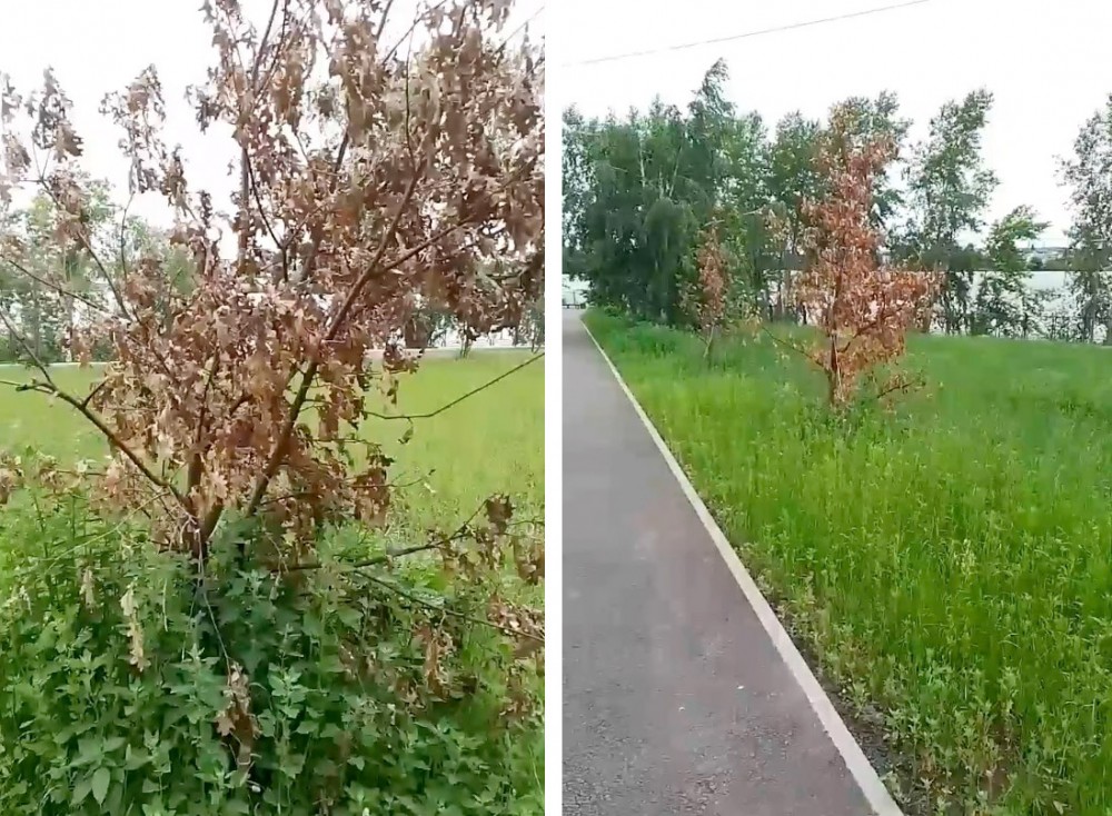 В новом сквере Нижнего Тагила засохли высаженные дубы (обновлено)