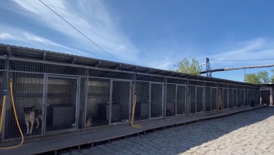 Отловщики собак в Нижнем Тагиле оказались под следствием