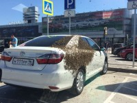 Пчелы против автохамов: насекомые облепили Toyota Camry, припаркованную на месте для инвалидов (фото, видео)