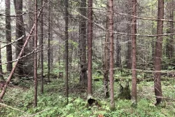 Под видом сельхозугодий: у иностранца забрали огромный участок леса в пригороде Тагила