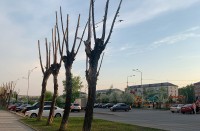 Как в Мордоре: жители шокированы обрезкой деревьев в Нижнем Тагиле (фото)