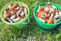 В Свердловской области начался грибной бум: почём их продают