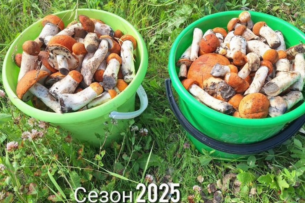 В Свердловской области начался грибной бум: почём их продают