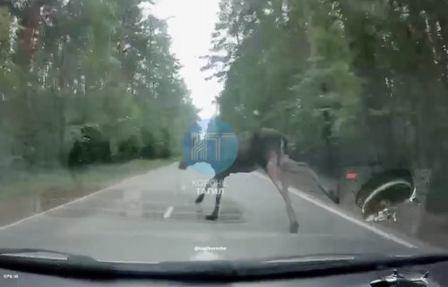 Жесткое ДТП на тагильской трассе: Audi влетела в лося (видео столкновения)