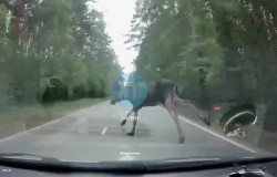Жесткое ДТП на тагильской трассе: Audi влетела в лося (видео столкновения)