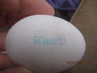 Россельхознадзор показал импортные яйца, а эксперты назвали их цену