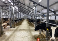 СМИ узнали цену молока, по которой его продают уральские фермеры молокозаводам