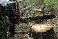 Лесоруб незаконно напилил деревьев под Нижним Тагилом на 330 тысяч рублей