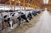 6 тысяч голов скота неизвестного происхождения пустили на убой в Свердловской области