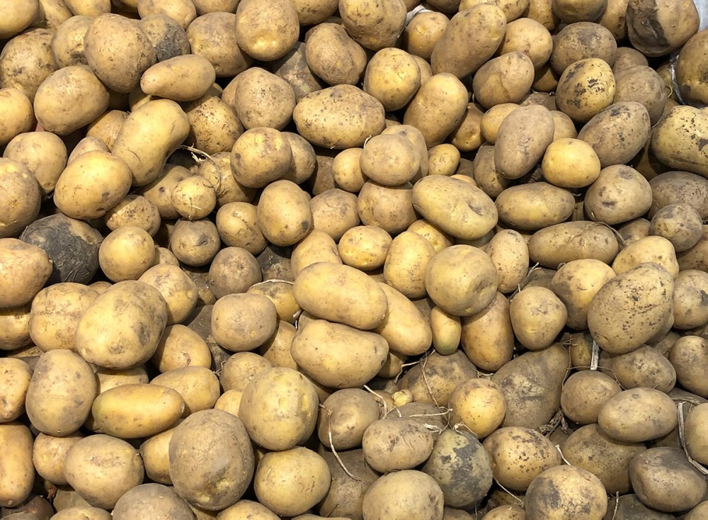 Почему неурожай картофеля: отвечает специалист