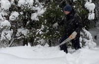 В Свердловской области установили цены на новогодние деревья