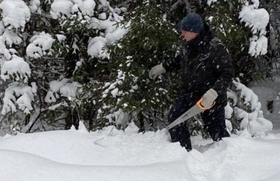В Свердловской области установили цены на новогодние деревья