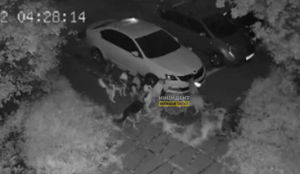 «Скоро колеса начнут снимать»: тагильчан повеселило видео с собаками-похитителями