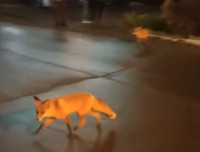 По улицам Нижнего Тагила гуляют лисы. Местные жители их подкармливают