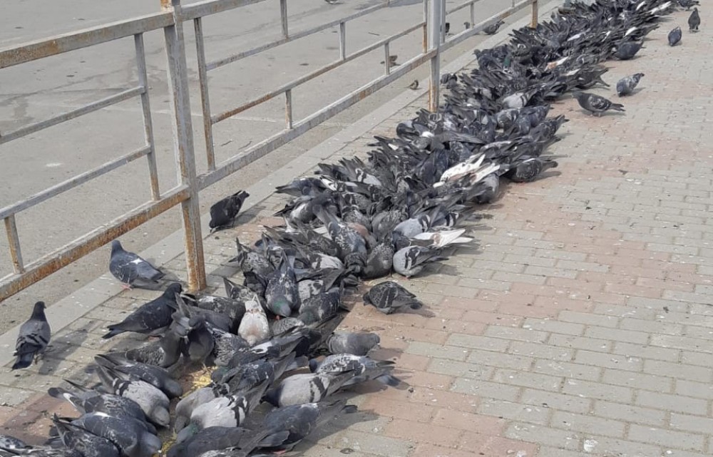 Горожане ополчились на голубей и тех, кто их подкармливает