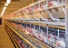 Приватизация Рефтинской птицефабрики вынудила продать крупнейший комбикормовый завод