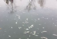 Рыба в Черноисточинском пруду погибла от отравления. Постановление об отказе в возбуждении уголовного дела отменено